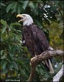 _1SB8015 american bald eagle